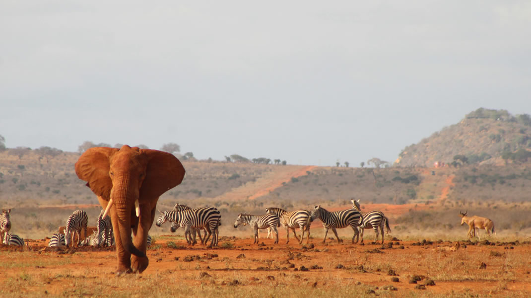 1 day tsavo eas2